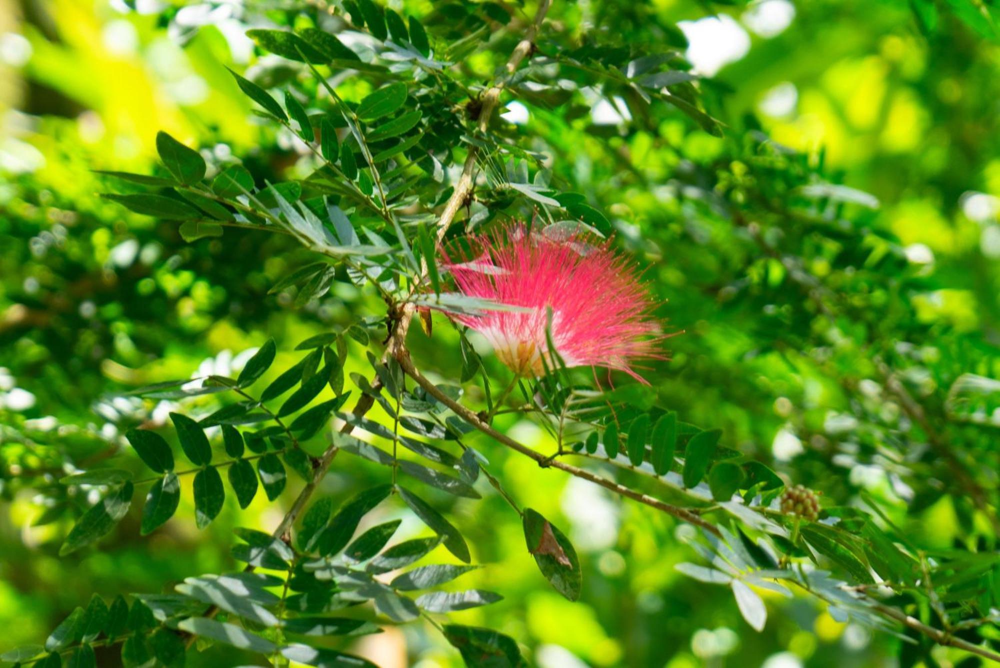 Dragonfly Beachfront Villas-Adult Only プンタ・ウバ エクステリア 写真